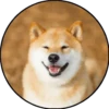 Perrito 26
