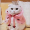 Gatinhos que curam a depressão 27