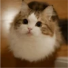 Fotos de gatinhos 1 26