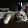 Fotos de gatinhos 2 27