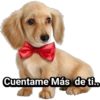 Cachorros tiernos 25