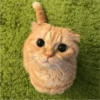 Fotos de gatinhos 1 27