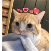 Fotos de gatinhos 2 28