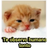Te observo humano tonto