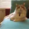 Fotos de gatinhos 1 28