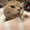Fotos de gatinhos 1 29