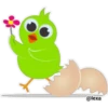 Colorful  Chick 30