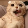 Gatinhos que curam a depressão 29