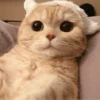 Gatinhos que curam a depressão 30