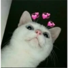 Fotos de gatinhos 2 29