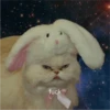 Fotos de gatinhos 2 30