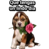 Cachorros tiernos 30