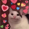 Fotos de gatinhos 1 30