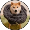 Perrito 29