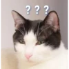 花花与三猫表情包 5
