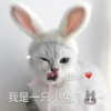花花与三猫表情包 6