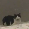 花花与三猫表情包 7