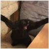 ️Gatitos uwu 2 6