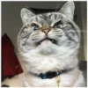 ️Gatitos uwu 2 7