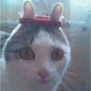 ️Gatitos uwu 2 8