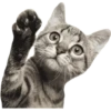 Miau Chat 6