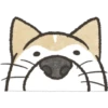 Dog Shiba Inu 6
