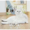 花花与三猫表情包 8