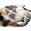 Miau Chat 9