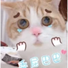 花花与三猫表情包 9