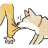 Dog Shiba Inu 7