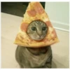 ️Gatitos uwu 2 9