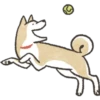 Dog Shiba Inu 9