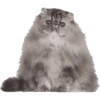Miau Chat 12