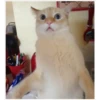 ️Gatitos uwu 2 10
