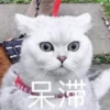 花花与三猫表情包 10