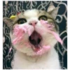 ️Gatitos uwu 2 11