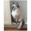 ️Gatitos uwu 2 12