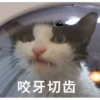 花花与三猫表情包 11
