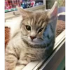 ️Gatitos uwu 2 13