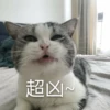 花花与三猫表情包 14