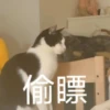 花花与三猫表情包 15