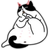 Gatito Enojon 14