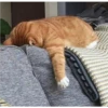 ️Gatitos uwu 2 15