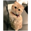 ️Gatitos uwu 2 16