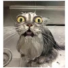 ️Gatitos uwu 2 17