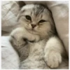 ️Gatitos uwu 2 19