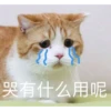 花花与三猫表情包 17