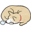 Dog Shiba Inu 19