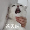 花花与三猫表情包 18