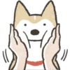 Dog Shiba Inu 20